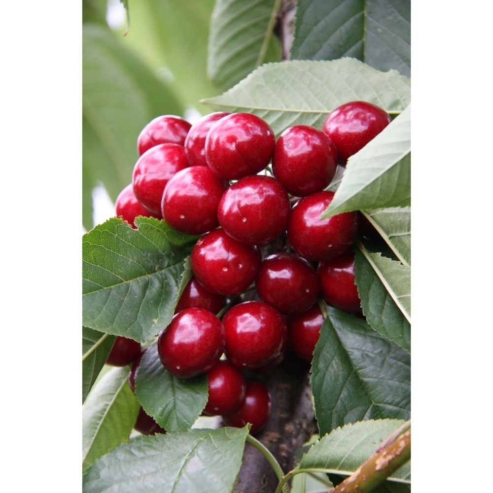 Prunus avium 'Summer Sun' Cherry Tree - 12Ltr Pot