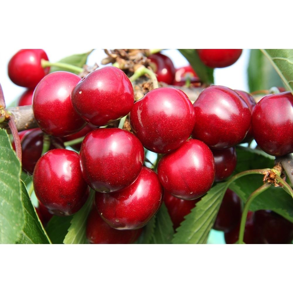 Frank P Matthews 'Sunburst Gisela' Cherry Tree - 11.5 Ltr Pot