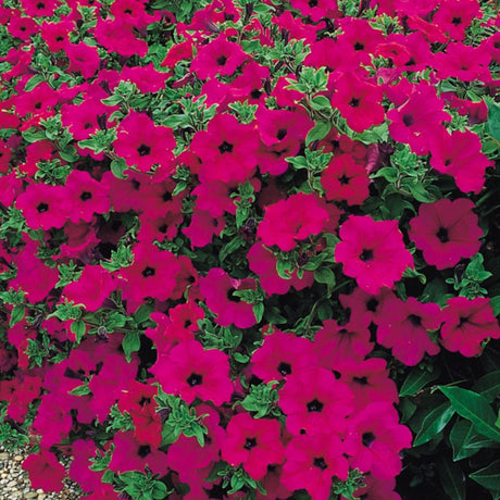 Surfinia Purple Plug Plants - Old Railway Line Garden Centre