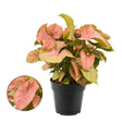Syngonium 'Red Heart' Houseplant - 14cm Pot - Old Railway Line Garden Centre