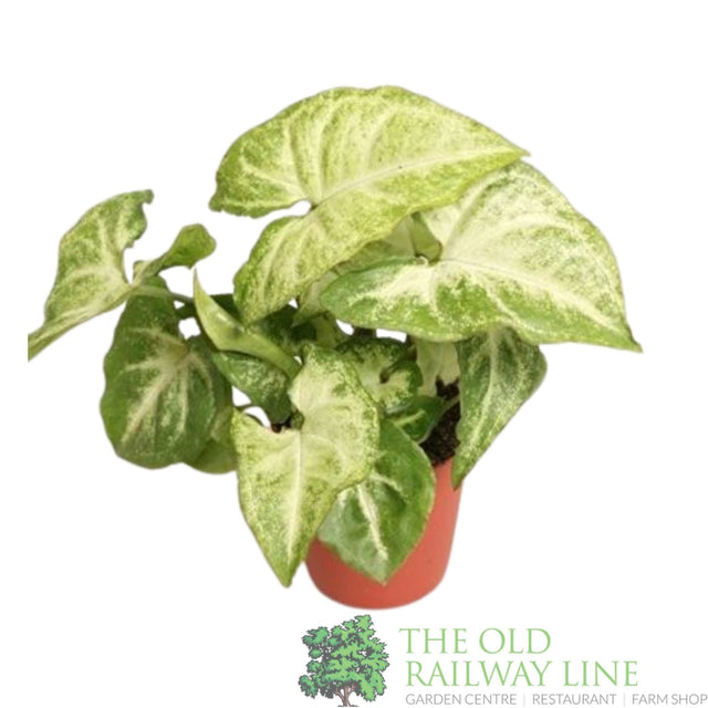 Syngonium 'White Butterfly' 5.5cm Pot - Old Railway Line Garden Centre