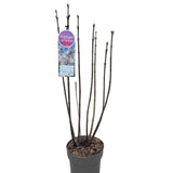 Syringa vulgaris 90cm 'Beauty of Moscow' 10Ltr Pot - Old Railway Line Garden Centre