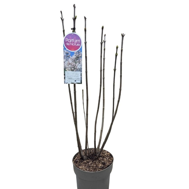 Syringa vulgaris 90cm 'Beauty of Moscow' 10Ltr Pot - Old Railway Line Garden Centre