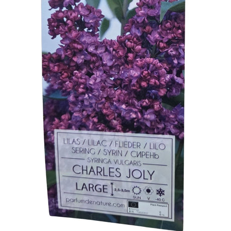 Syringa vulgaris 90cm 'Charles Joly' 10Ltr Pot