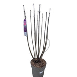 Syringa vulgaris 90cm 'Charles Joly' 10Ltr Pot - Old Railway Line Garden Centre