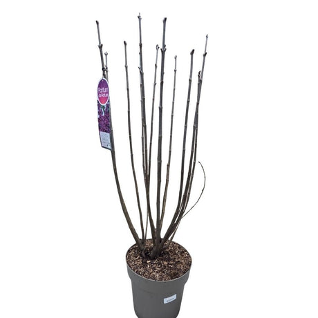 Syringa vulgaris 90cm 'Charles Joly' 10Ltr Pot - Old Railway Line Garden Centre