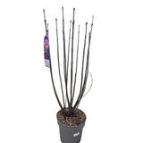 Syringa vulgaris 90cm 'Charles Joly' 10Ltr Pot