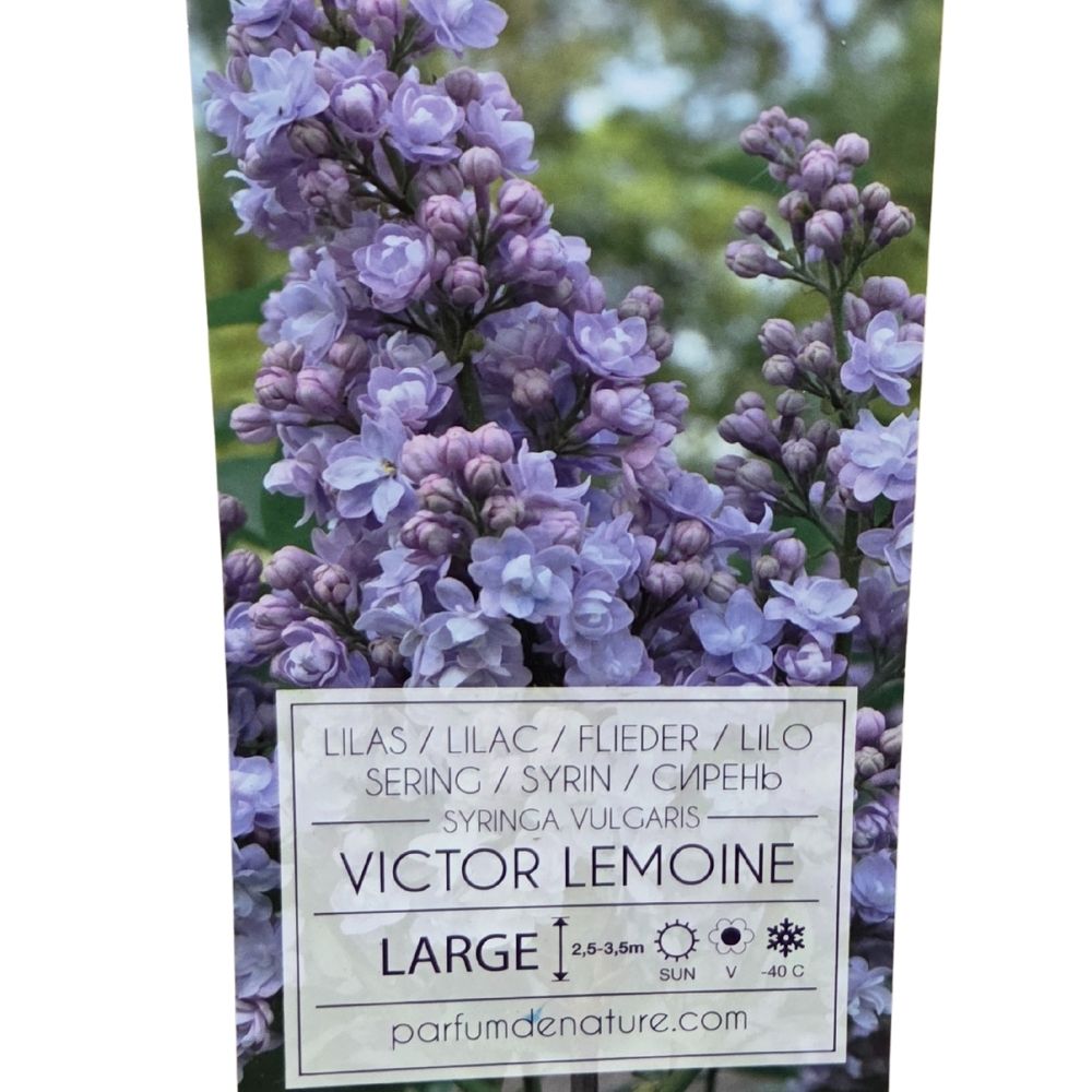 Syringa vulgaris 90cm 'Victor Lemoine' 10Ltr Pot