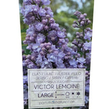 Syringa vulgaris 90cm 'Victor Lemoine' 10Ltr Pot