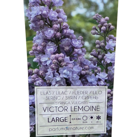 Syringa vulgaris 90cm 'Victor Lemoine' 10Ltr Pot