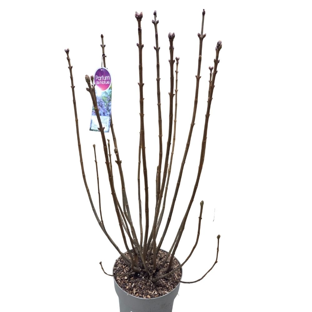 Syringa vulgaris 90cm 'Victor Lemoine' 10Ltr Pot
