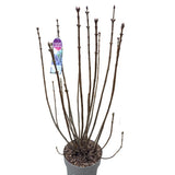 Syringa vulgaris 90cm 'Victor Lemoine' 10Ltr Pot