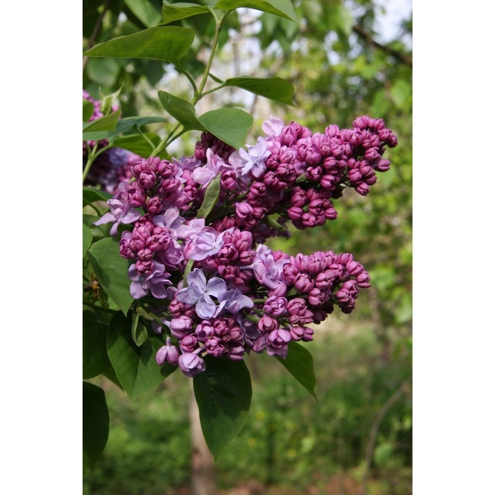 Frank P Matthews Syringa vulgaris ‘Katherine Havemeyer’ Lilac Tree - 12Ltr Pot
