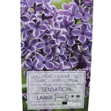 Syringa vulgaris 90cm 'Sensation' 10Ltr Pot