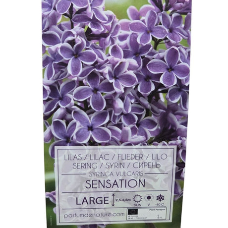 Syringa vulgaris 90cm 'Sensation' 10Ltr Pot