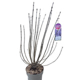 Syringa vulgaris 90cm 'Sensation' 10Ltr Pot