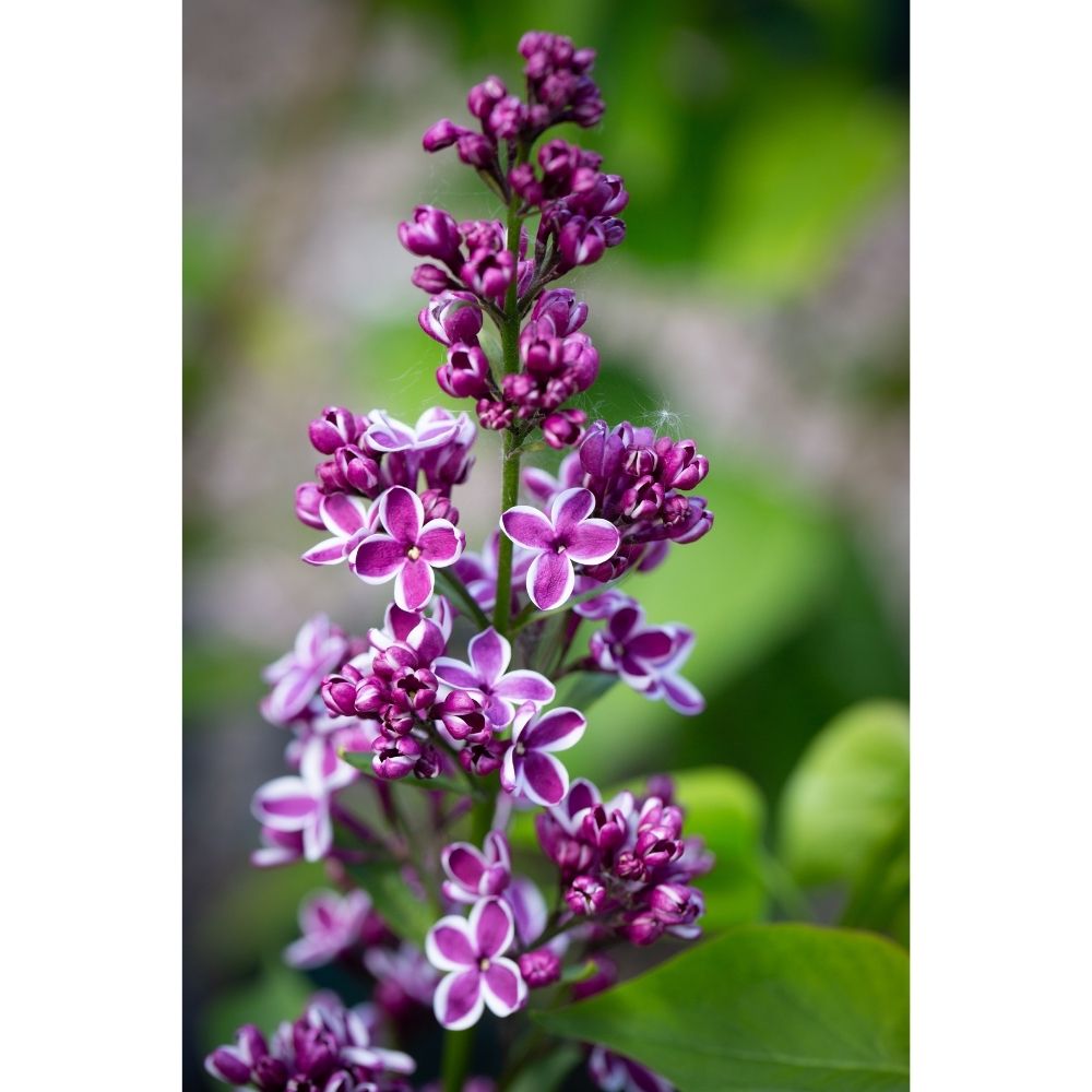 Frank P Matthews Syringa vulgaris ‘Sensation’ Lilac Tree - 12Ltr Pot
