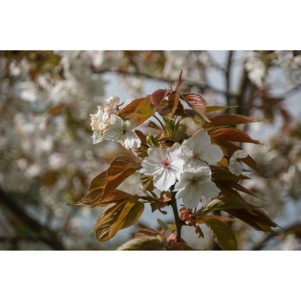 Frank P Matthews 'Tai-Haku' Prunus Tree - 12 Ltr Pot
