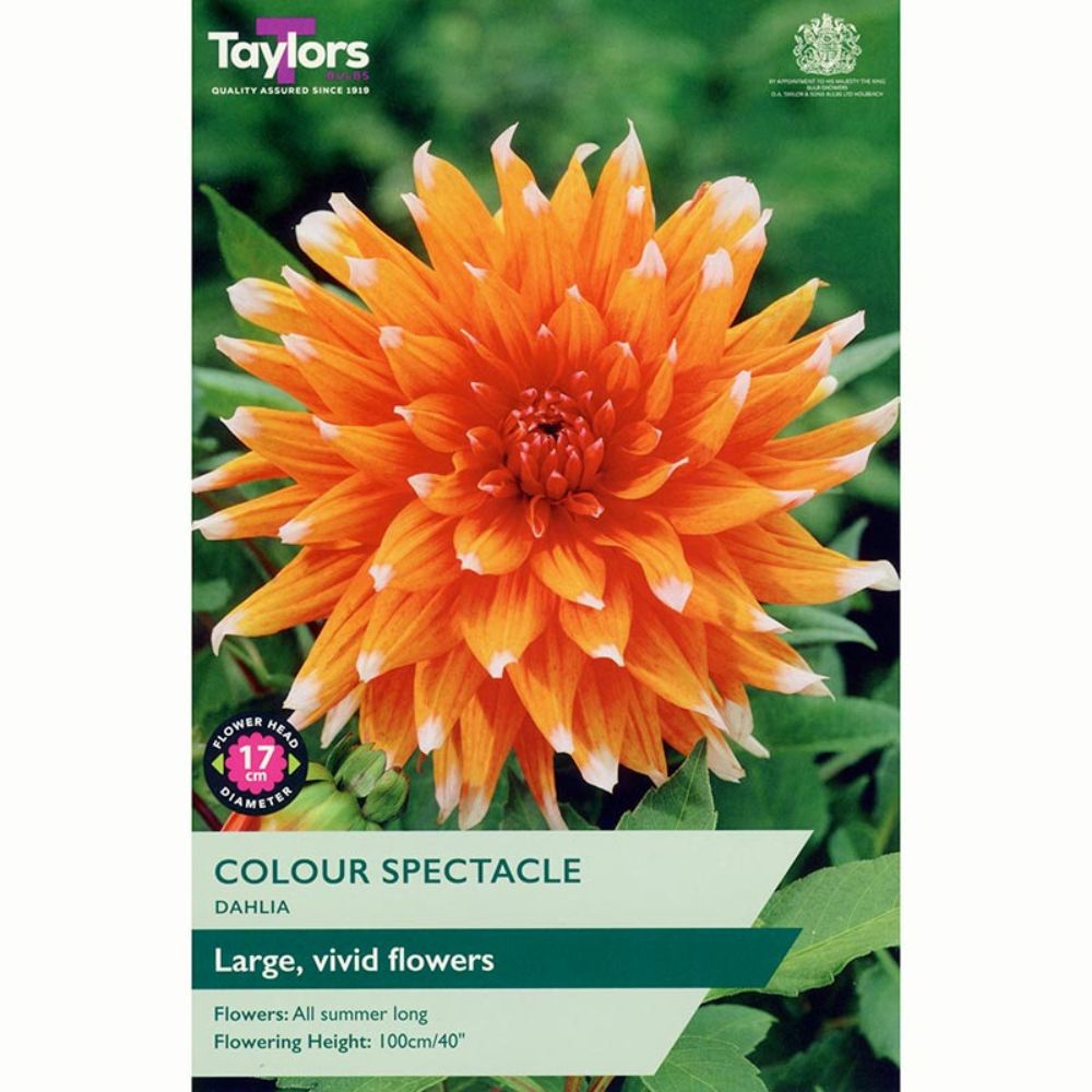 Taylors 1 Colour Spectacle Dahlia Tuber - Old Railway Line Garden Centre