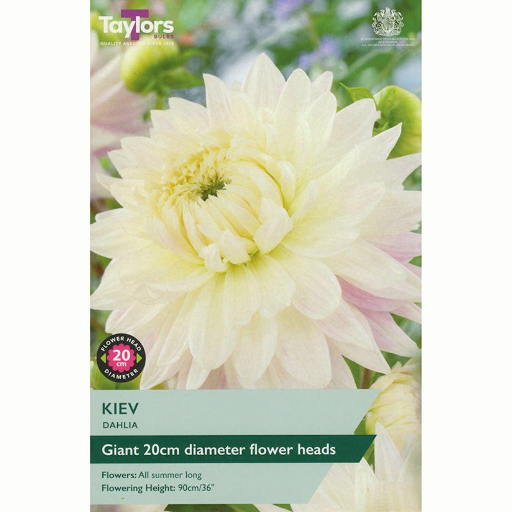 Taylors 1 Kiev Dahlia Tuber