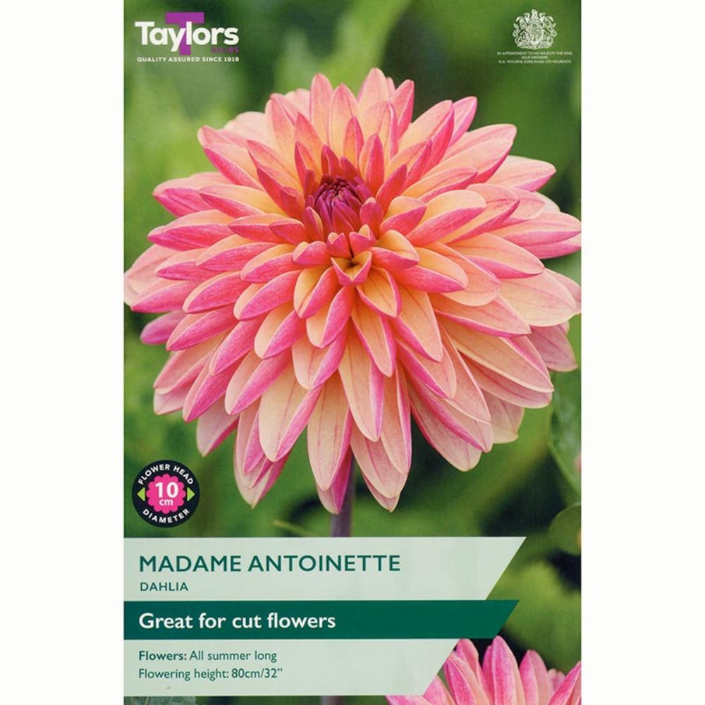 Taylors 1 Madame Antoinette Dahlia Tuber - Old Railway Line Garden Centre