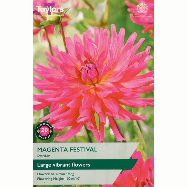 Taylors 1 Magenta Festival Dahlia Tuber - Old Railway Line Garden Centre