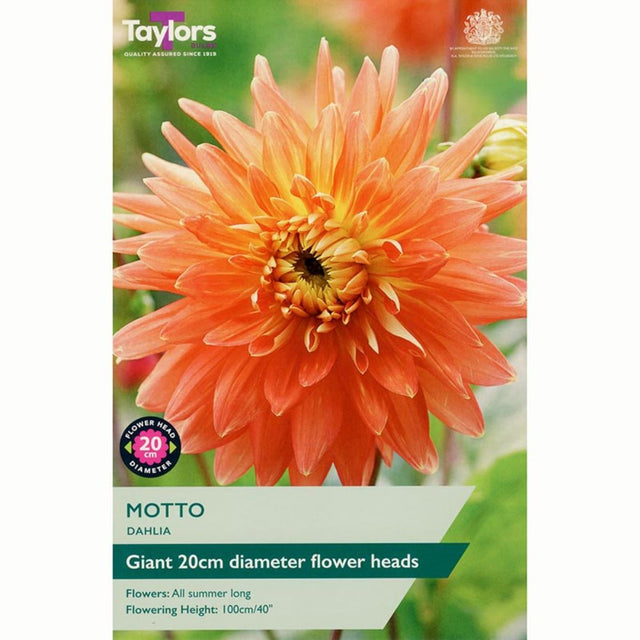 Taylors 1 Motto Dahlia Tuber - Old Railway Line Garden Centre