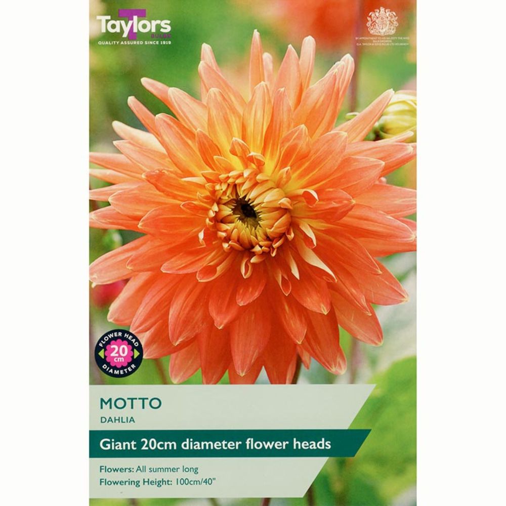 Taylors 1 Motto Dahlia Tuber