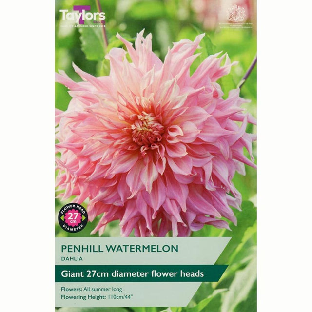 Taylors 1 Penhill Watermelon Dahlia Tuber - Old Railway Line Garden Centre