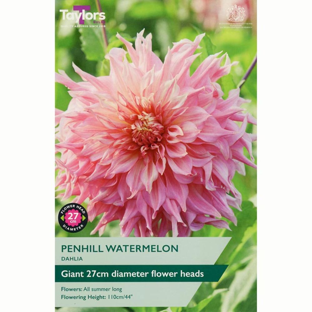 Taylors 1 Penhill Watermelon Dahlia Tuber