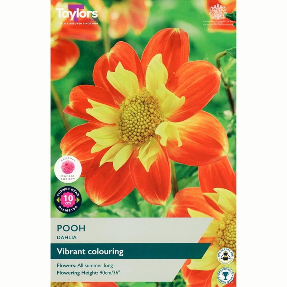 Taylors 1 Pooh Dahlia Tuber