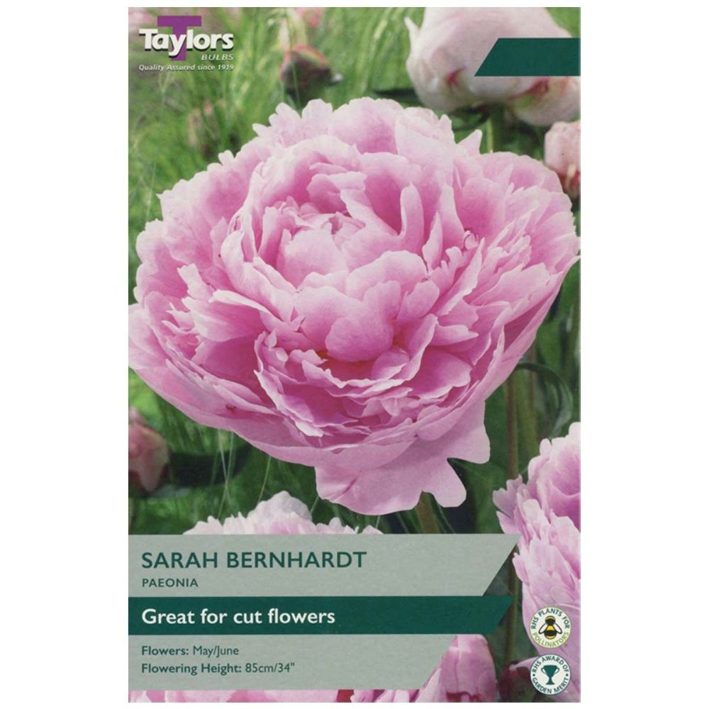 Taylors 1 Sarah Bernhardt Paeonia Bulbs