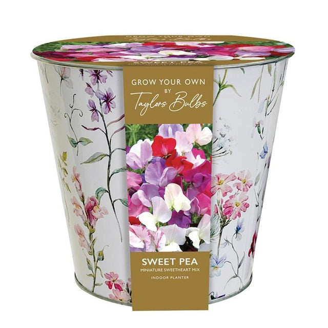 Taylors 1 Sweet Pea Indoor Planter Miniature Sweetheart Mix - Old Railway Line Garden Centre