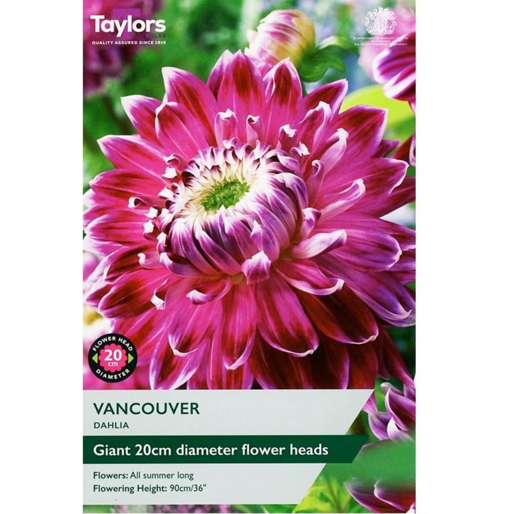 Taylors 1 Vancouver Dahlia Tuber