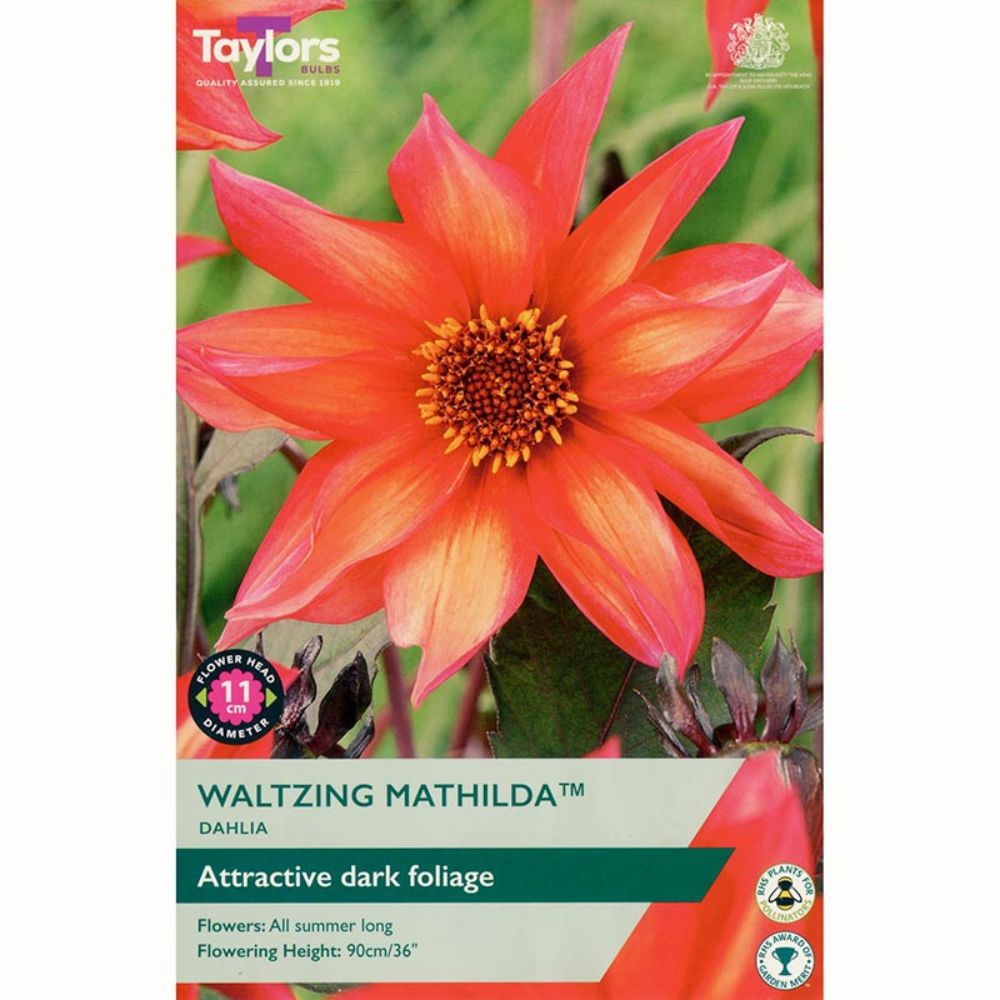 Taylors 1 Waltzing Mathilda Dahlia Tuber