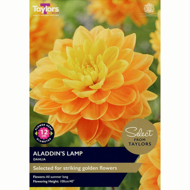 Taylors 2 Aladdin’s Lamp Dahlia Tubers - Old Railway Line Garden Centre