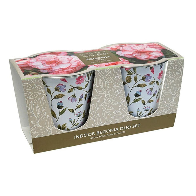 Taylors 2 Rosebud Begonia Duo Gift Set - Old Railway Line Garden Centre
