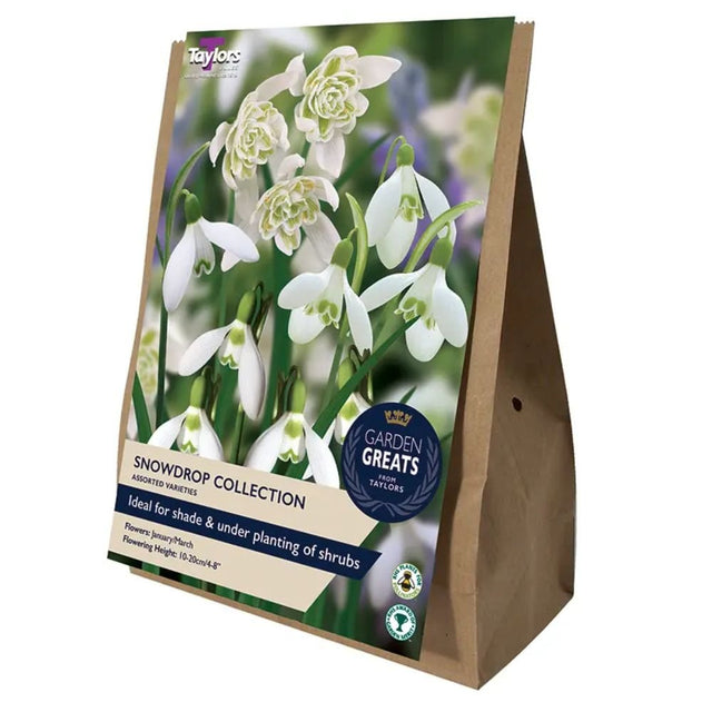 Taylors 20 Snowdrop Collection Bulbs - Old Railway Line Garden Centre
