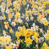 Taylors 20kg Mixed For Nature Narcissus Bulbs