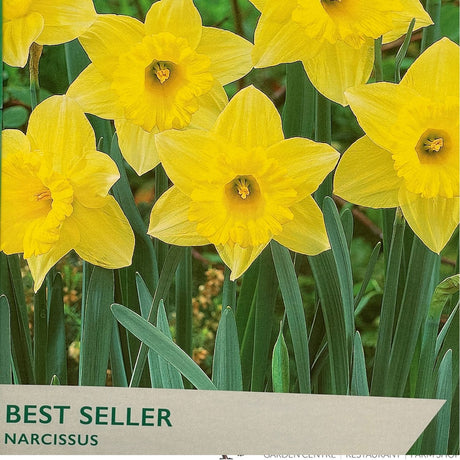 Taylors 20kg Narcissus Best Seller Bulbs