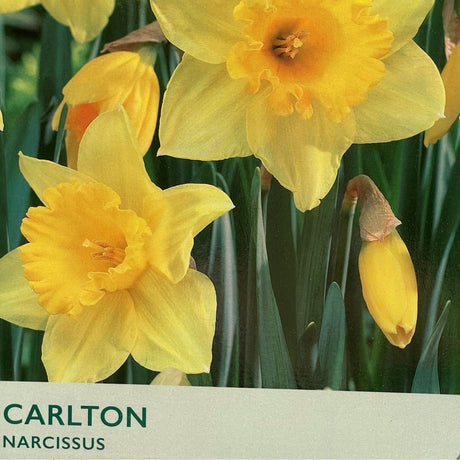 Taylors 20kg Narcissus Carlton Bulbs