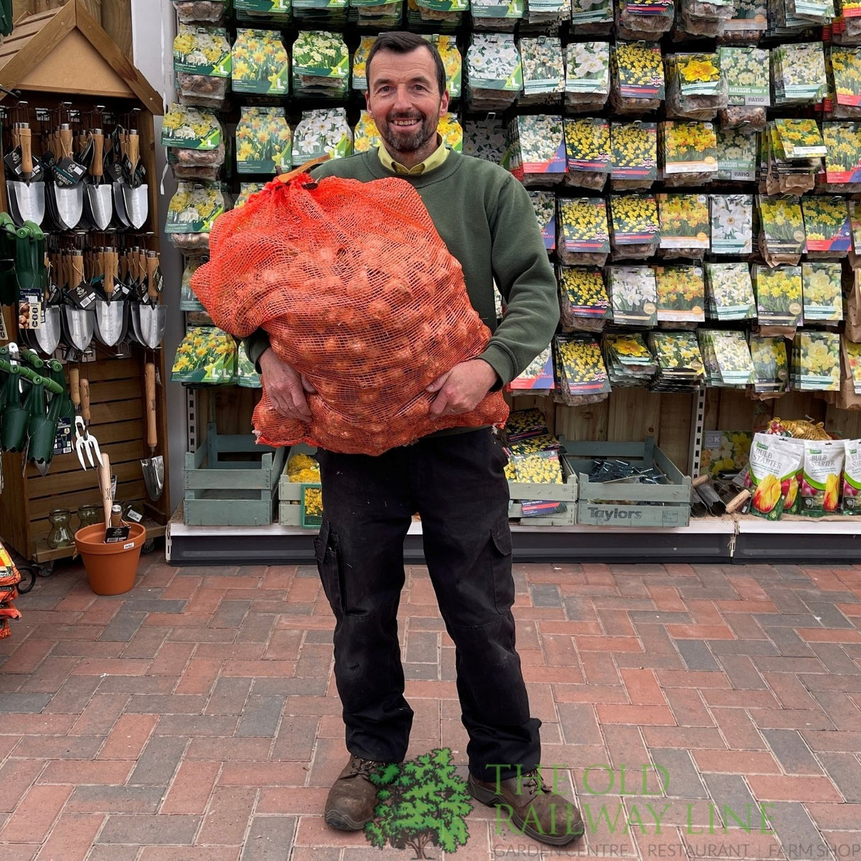 Taylors 20kg Narcissus Carlton Bulbs