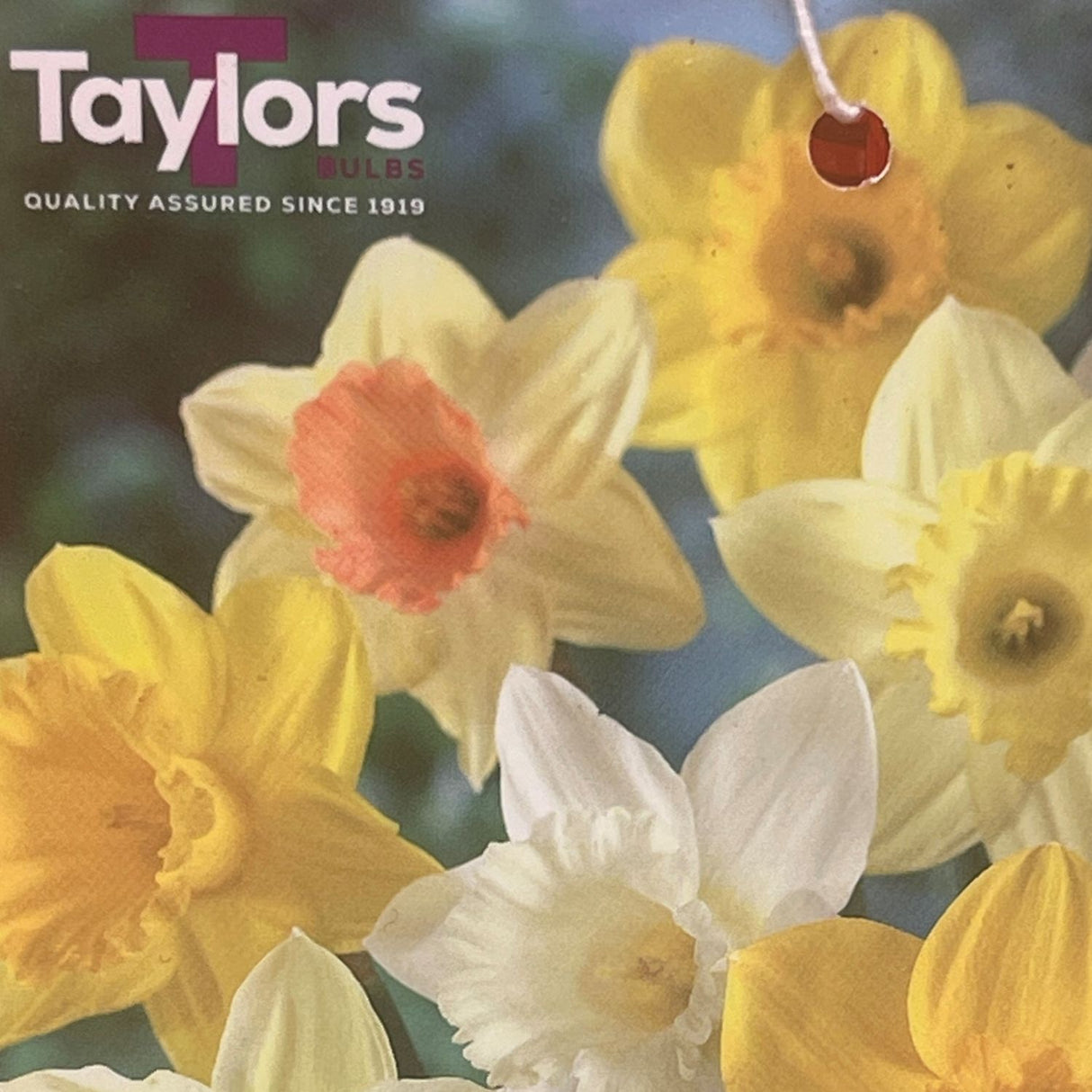 Taylors 20kg Narcissus Mixed Colours Spring Flowering Bulbs