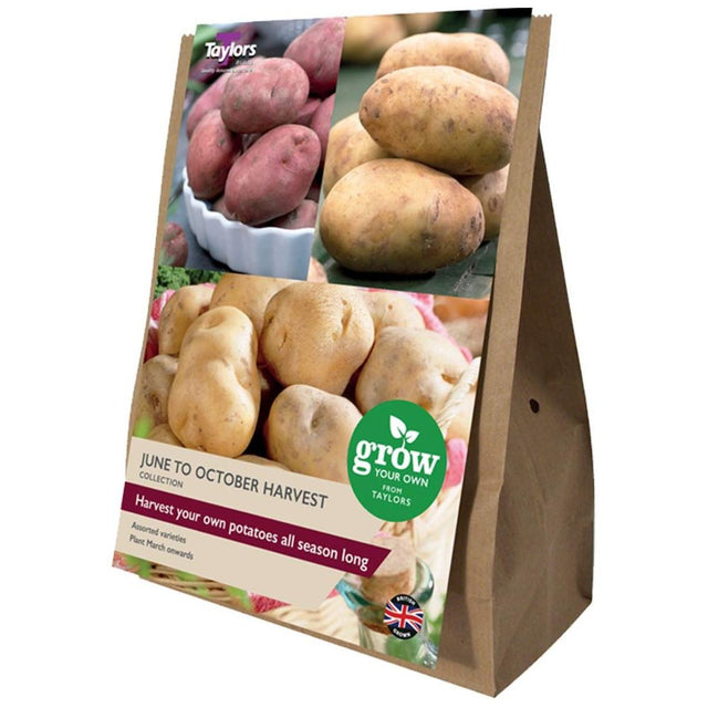 Taylors 21 June to October Harvest Main Crop Seed Potatoes - Old Railway Line Garden Centre