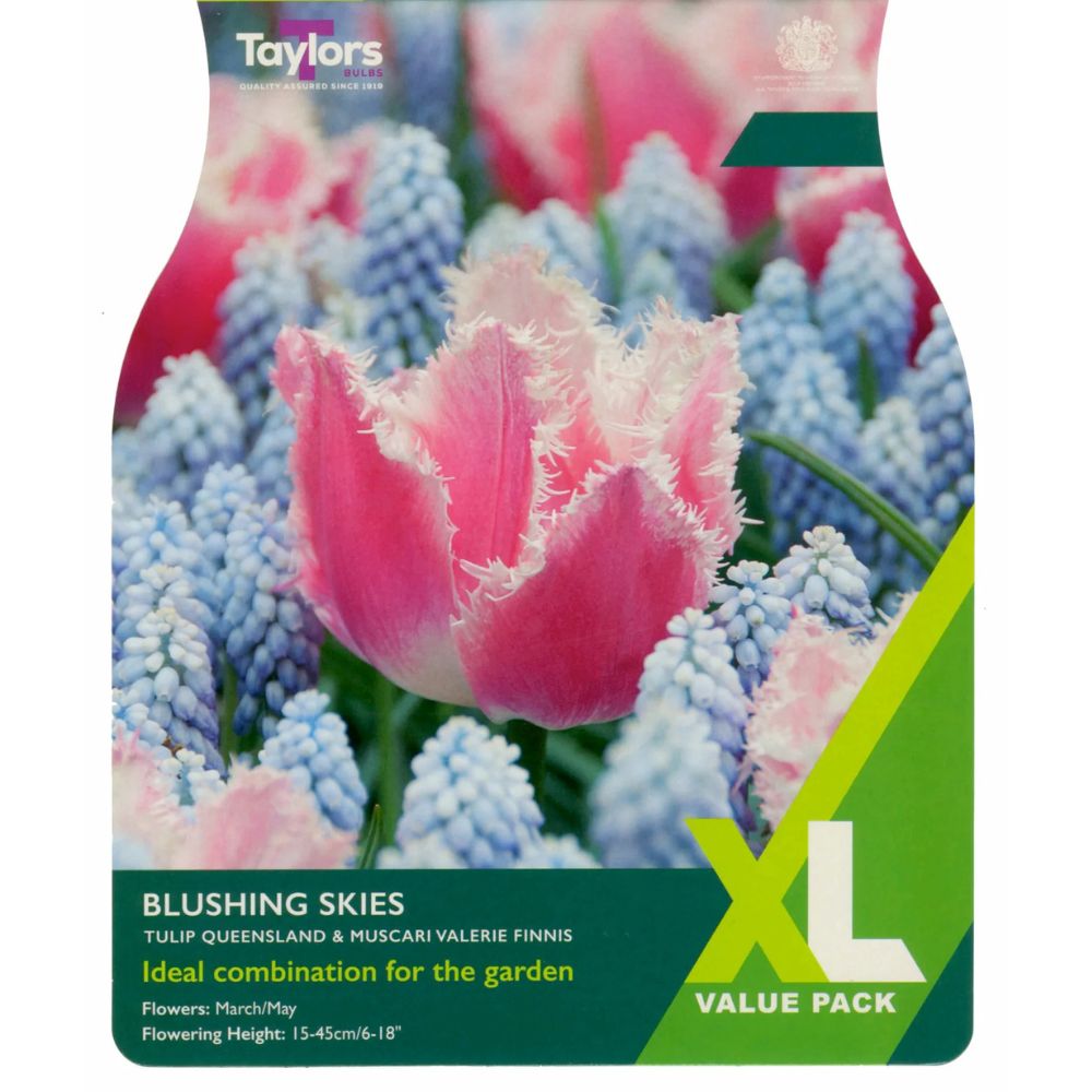 Taylors 25 Blushing Skies Tulip & Mascari Valeri Spring Flowering Bulbs