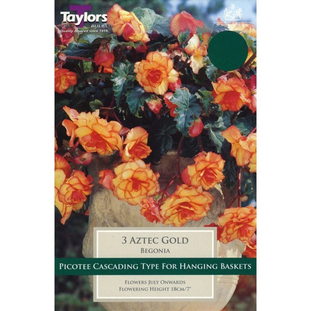 Taylors 3 Begonia Aztec Gold Exotic Tubers - Old Railway Line Garden Centre