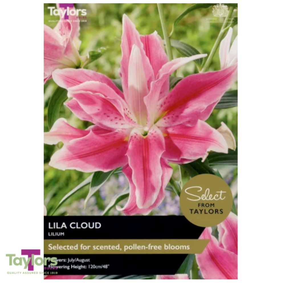 Taylors 3 Lily Lila Cloud Bulbs