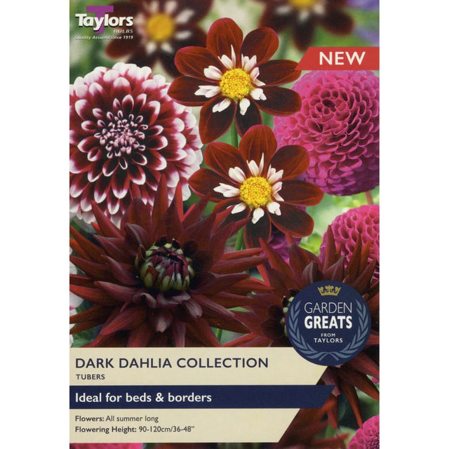 Taylors 4 Dark Dahlia Bulb Collection - Old Railway Line Garden Centre