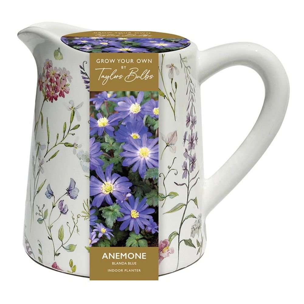 Taylors 5 Floral Jug with Anemone Blanda Blue Bulbs - Old Railway Line Garden Centre