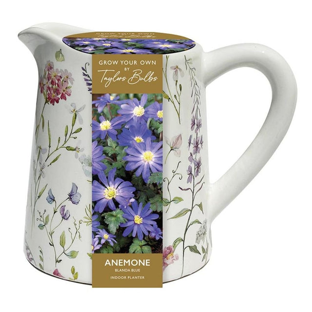 Taylors 5 Floral Jug with Anemone Blanda Blue Bulbs - Old Railway Line Garden Centre